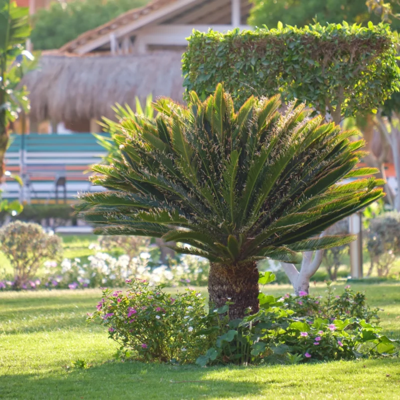 palm_tree_pruning_red_paradise_lawn